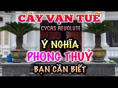 Video: Đăng Chăm sóc cây trồng trong ngày lễ: Trạng nguyên, Xương rồng Giáng sinh, Cây vạn tuế & Thêm