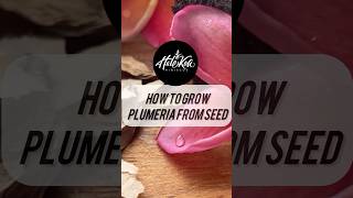 How to grow plumeria from seeds! #plumeria #gardeningtips #hawaii