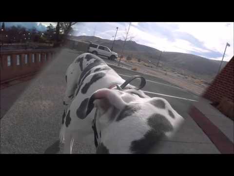 1-year-old-great-dane-"drake"-shows-off-obedience;-off-leash-k9-training-reno