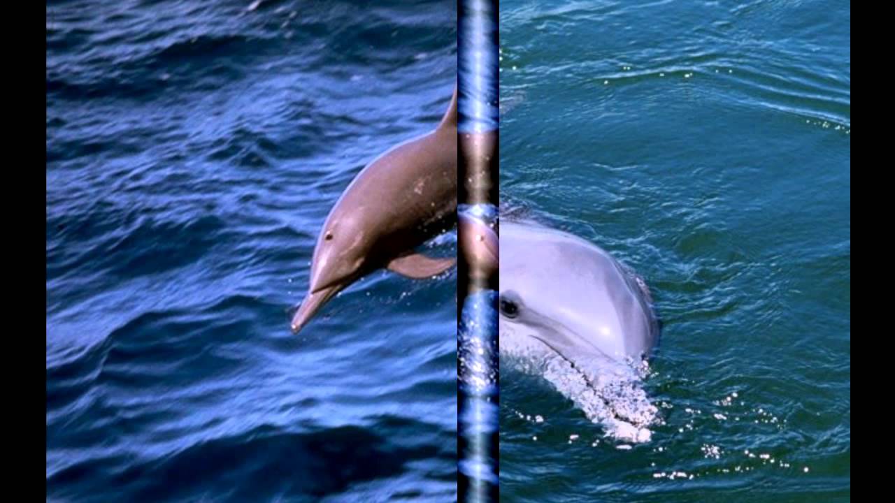 Говорят, дельфины говорят. - YouTube