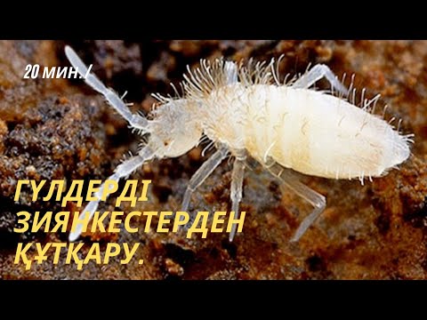 Бейне: Жасыл бақ қатесі. Фотосурет. Зиянкестерден қалай құтылуға болады?