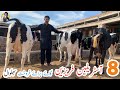 8 Australian freasian cows for sale in bhalwal | heavy milker cows | ibrar dairy farm