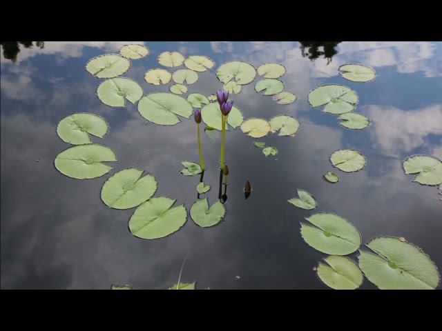 He'll Have to Go - Jim Reeves: with Lyrics(가사번역)|| Denver Botanic Gardens, Colorado  2017 class=