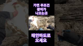 가면 무조건 광어가 나오는 태안마도로 가보세요 #광어루어 #신진도 #태안
