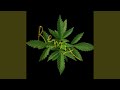 Trippy People Remix Version Trippy People Remix Version