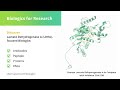 Biologics For Research Lactate Dehydrogenase A LDHA Biologics For Research Lactate Dehydrogenase A LDHA
