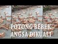 Kebun Binatang Bandung I Lagu Potong Bebek Angsa