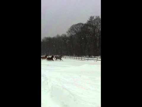 Horses Playing in the Snow During a Storm