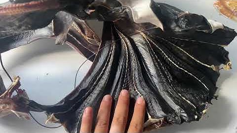 Khô cá ó hay gọi là cá hắc cấy