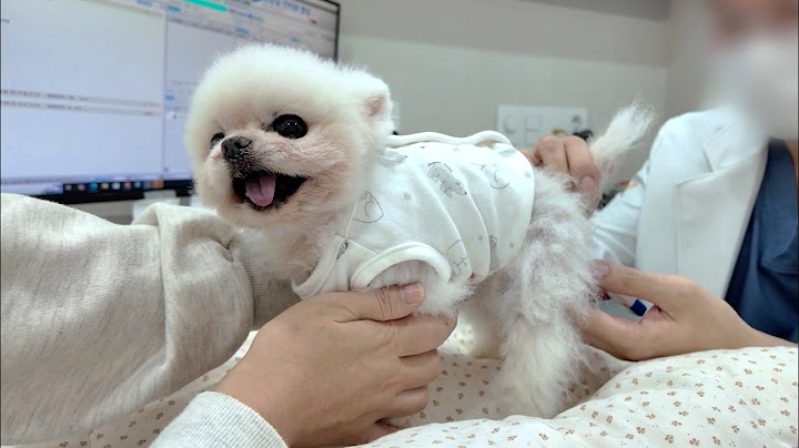 퐁키 응가에 피가 있어요! 혈변 검사결과보다 더 놀라운 일은?