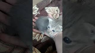 A tiny #kitten showed up today on the wall. I heard it and caught it as it stepped off. #cute #tiny