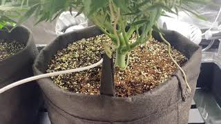 Zkittlez Auto by FastBuds 2x4 Vivosun