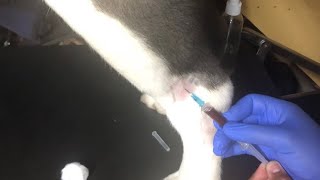 Progesterone testing a dog