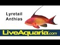 Lyretail anthias pseudanthias squamipinnis  liveaquariacom