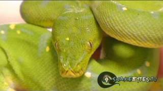 Celebrity Snake Bytes TV - No Snake Mutations! Wealth