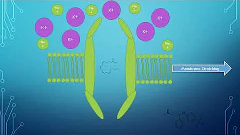 K2P Channel Gating Mechanism