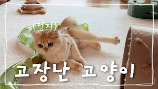 VLOG | 환묘복입고 고장난 고양이 | 고양이영상 | 골골송 | 개냥이 | 캣초딩 | 꾹꾹이 | 고양이브이로그