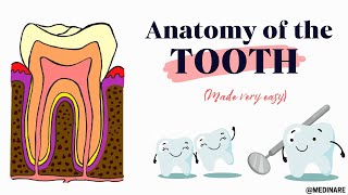 Anatomy of the Tooth | Parts, Structures, Surfaces | In just 10 minutes | Medinare