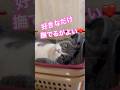 好きなだけ撫でるがよい❤️#猫好きさんと繋がりたい #ブリティッシュショートヘア #ねこのいる生活 #ねこかわいい