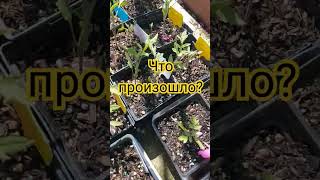 #огород #рассада #томаты #шортс #shorts #короткиевидео #shortvideo #plants #garden