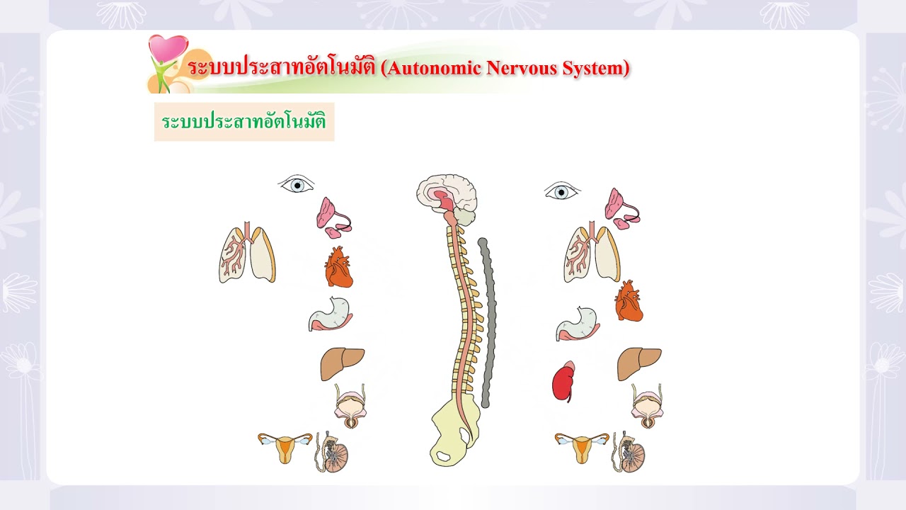 ระบบอวัยวะต่างๆของร่างกาย  Update 2022  ระบบอวัยวะต่างๆ ของร่างกาย