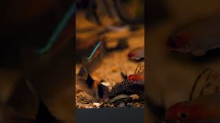 Ancistrus Rasping Away at Bug Bites Algae Crisps! #shorts