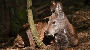 Siberian Musk Deer: The Elusive Elegance of the Wild Siberia