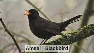 Gesang Amsel | Song Blackbird [Vogel/Bird #1]