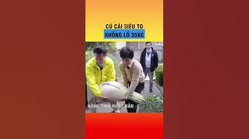 Củ cải siêu to khổng lồ ở Nhật Bản  #japan #shorts