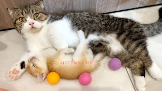 Cute Cats Compilation | Lovely moments of Teddy kitten with Father Cat. by KITTENS CUTE 5,106 views 8 months ago 2 minutes, 9 seconds