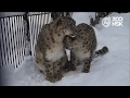 День влюблённых в Новосибирском зоопарке имени Р.А.Шило