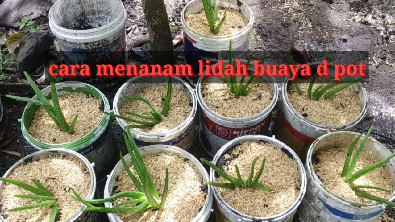 cara menanam  lidah buaya di  pot  YouTube