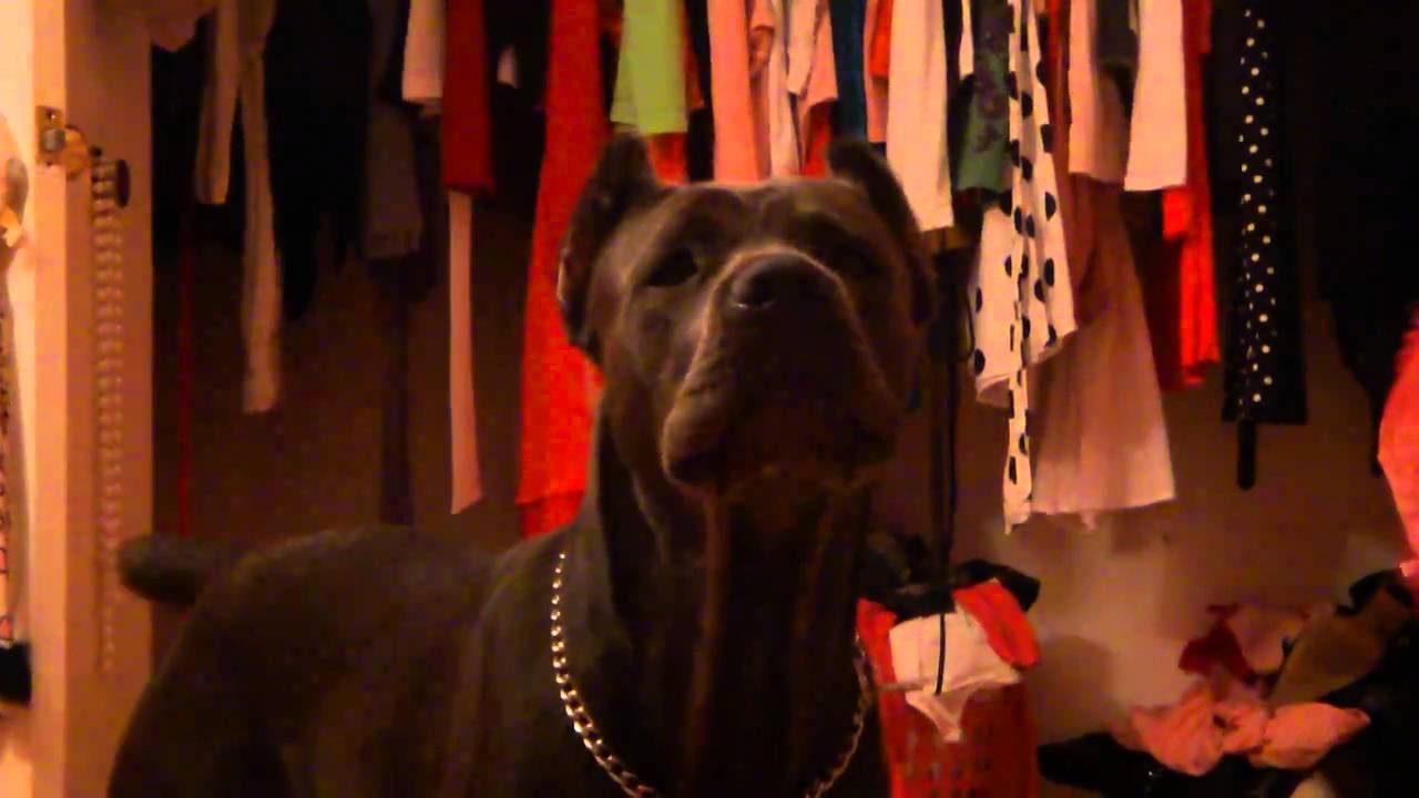 CANE CORSO PUPPY TALKING AND SINGING + COUPLE OF TRICKS IN THE END