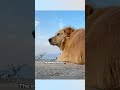 Puppy becomes a brand by picking tasty oranges.