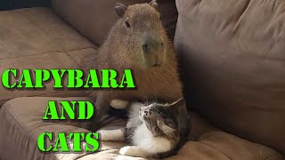 Capybara And Cats