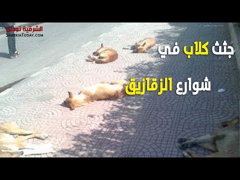 جثث كلاب بشوارع القومية في الزقازيق
