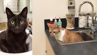 Eyebleach - Cats in Sinks