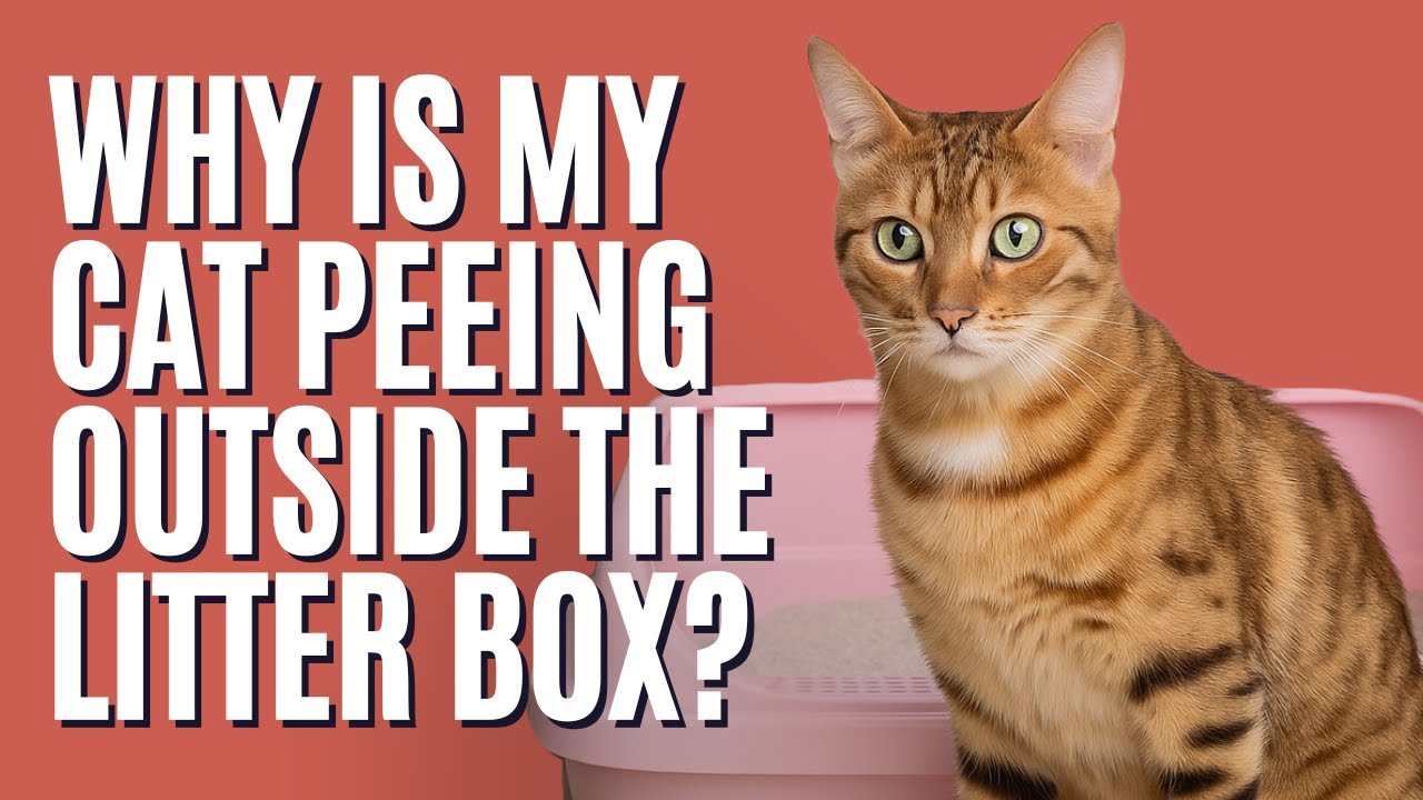 13 Reasons Your Cat is Peeing Outside of the Litterbox - The Comforted Kitty