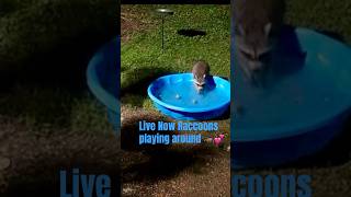 Silly #raccoons Playing around  #nature #animals #lol #live #shorts #cuties