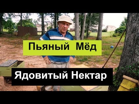 №85 Пьяный мёд,
