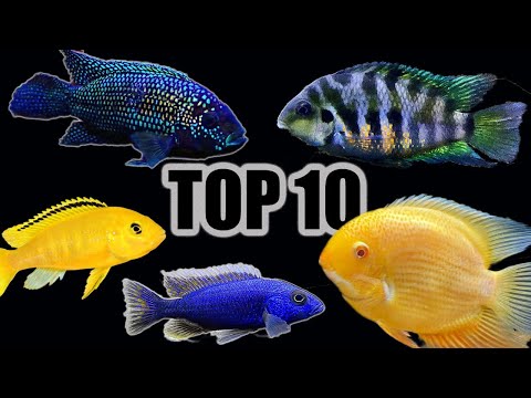 Video: Ram Cichlids