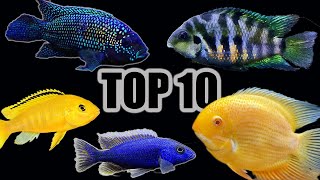 Top 10 Cichlids for Beginners