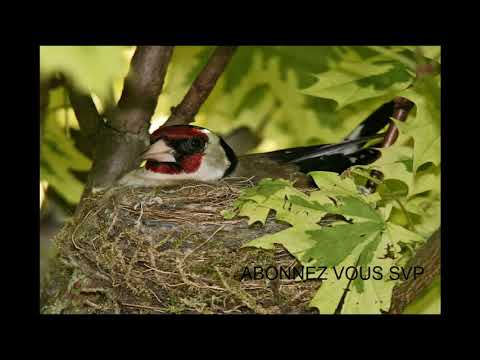 Suuuuper Chant Chardonneret Pour écolage Des Jeunes SOUK AHRAS Kasta Kasta Djiw