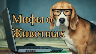 10 мифов о животных 10 мифов о животных