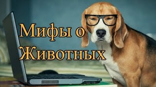 10 мифов о животных