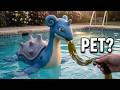 I got a Pet Lapras | Pokemon in real life