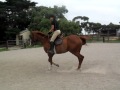 Amazing jumping horse in early training with brian cheffers  show jumping super coach part 1