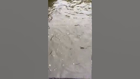 Fish farming interview