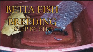 Betta Fish Breeding Step By Step | Tagalog