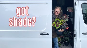 Shade Container Plants | Mini Design Session